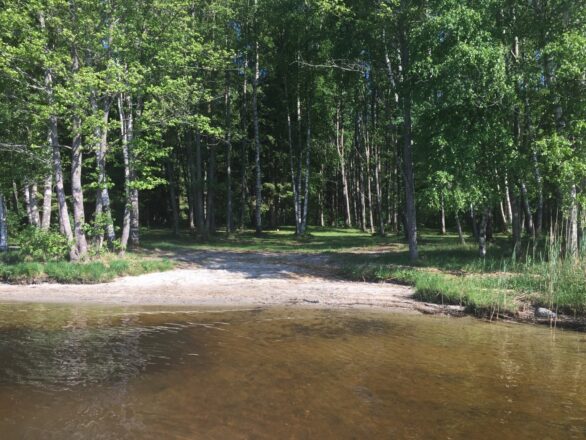 Skog og strand ved Nordre Sandå i Svinndal